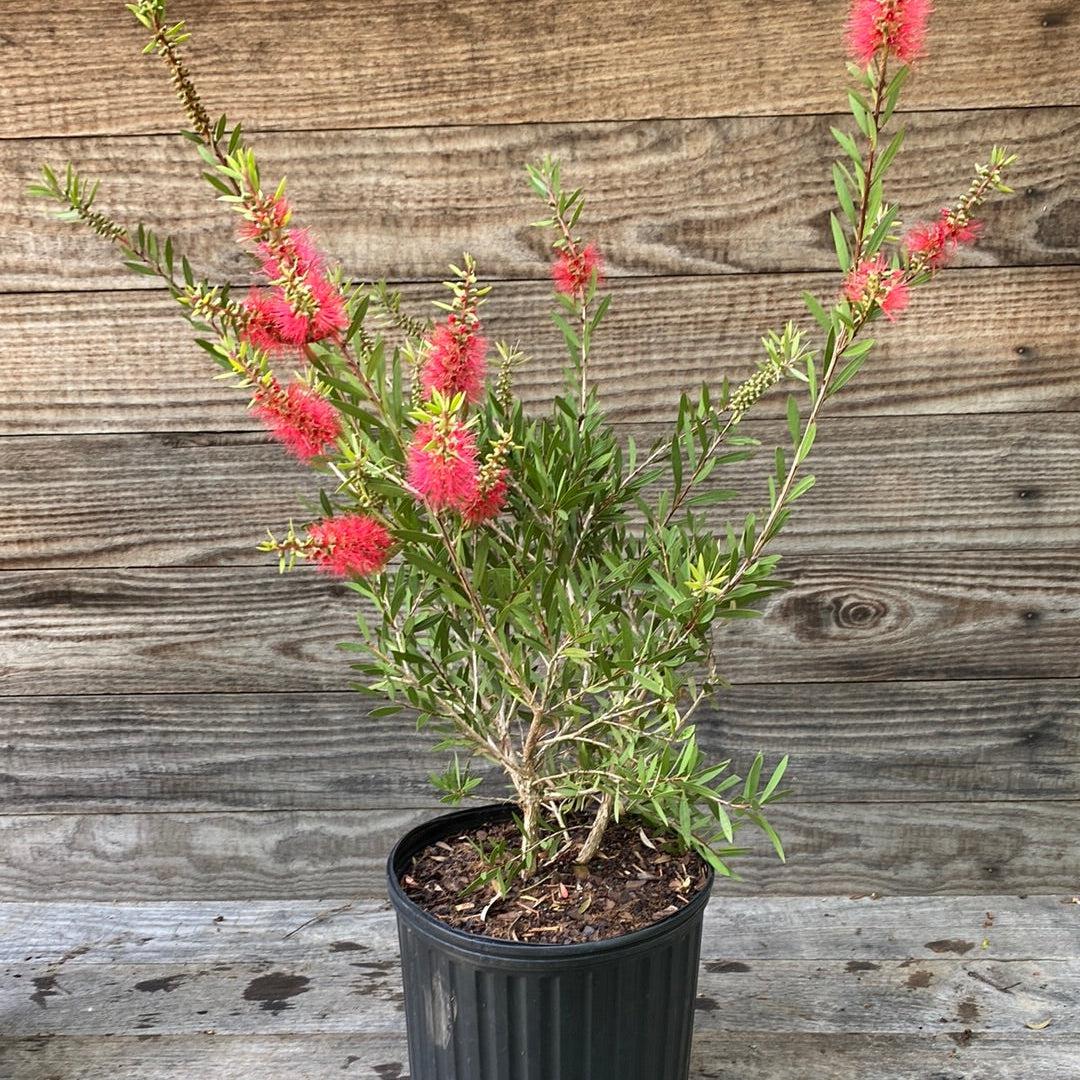 Callistemon 'Woodlander's Hardy' ~ Woodlander's Hardy Bottlebrush-ServeScape