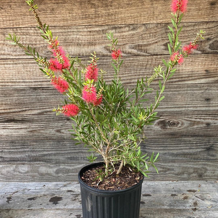 Callistemon 'Woodlander's Hardy' ~ Woodlander's Hardy Bottlebrush-ServeScape