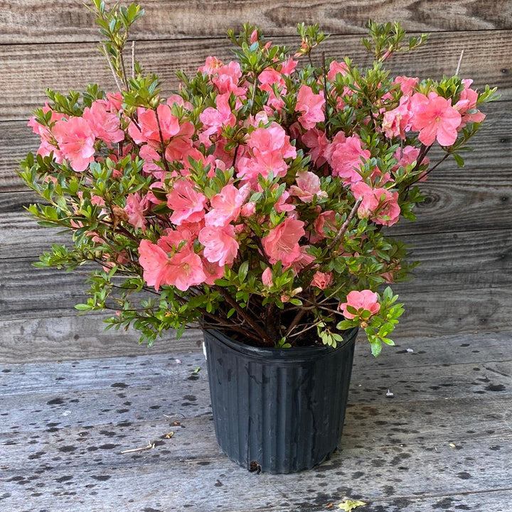 Rhododendron 'Wakaebisu' ~ 'Wakaebisu' Azalea-ServeScape