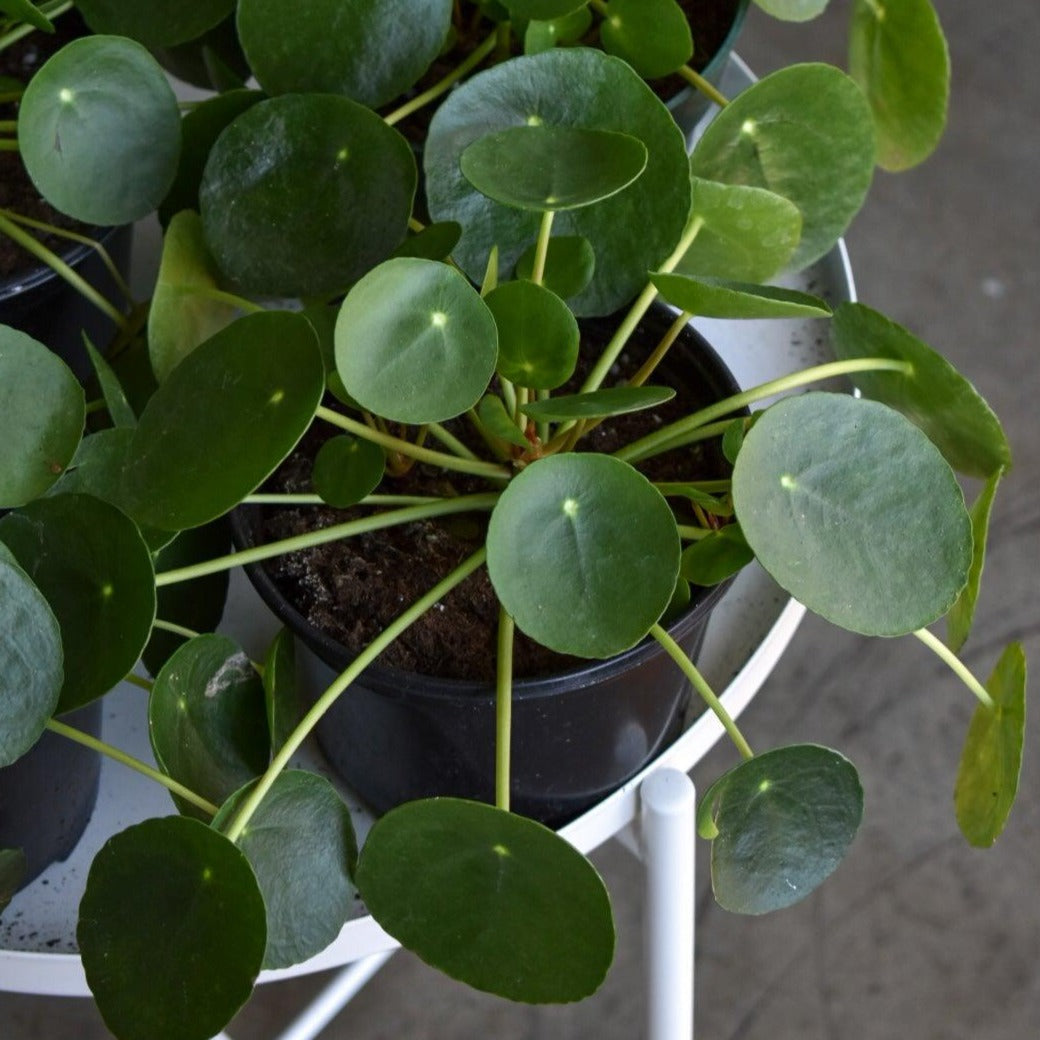 Pilea Peperomioides ~ Chinese Money Plant-ServeScape