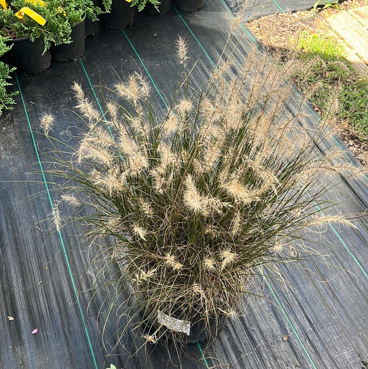 Pennisetum alopecuroides 'Hameln ~ Hameln Fountain Grass-ServeScape