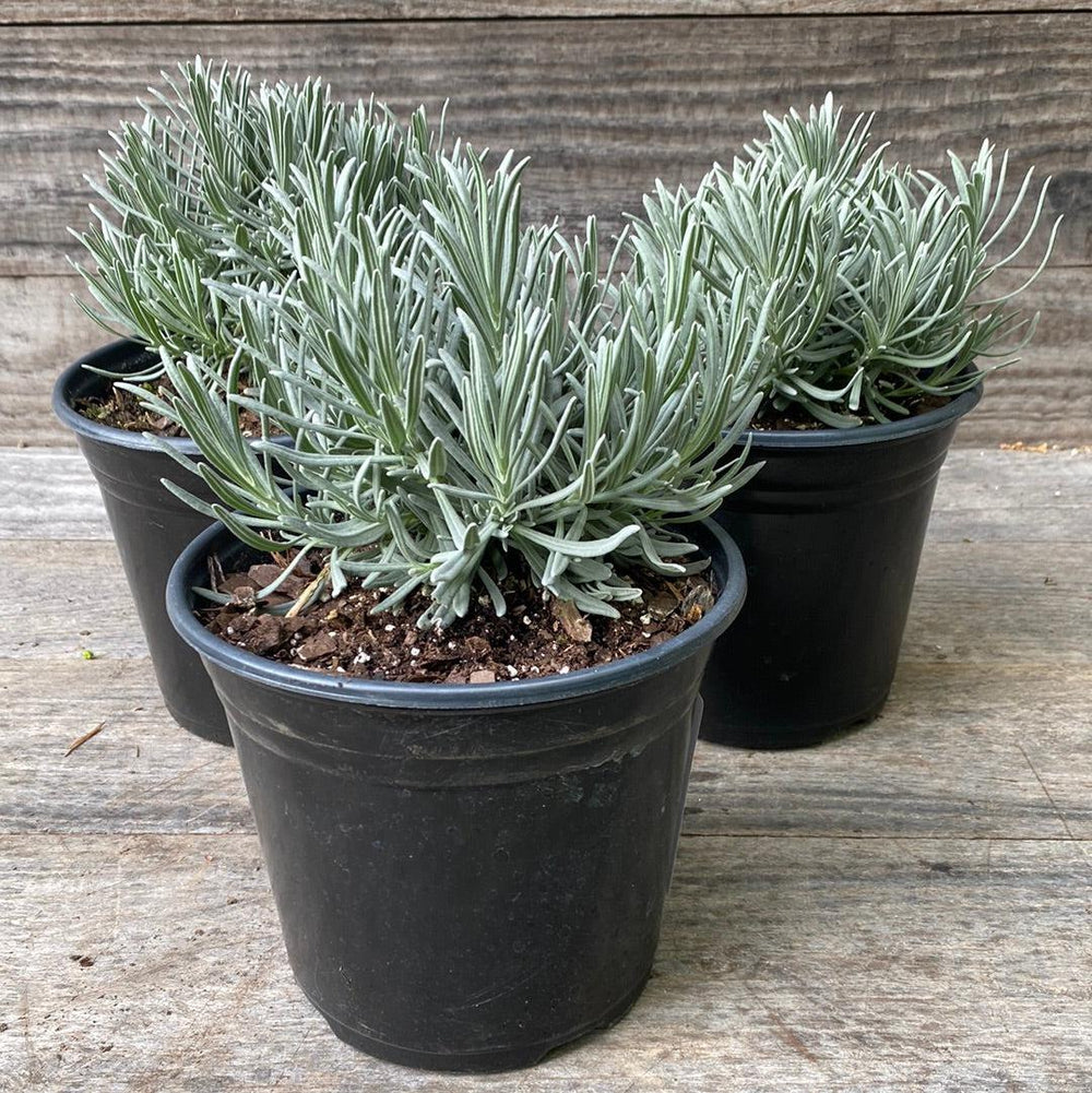 Lavandula × intermedia 'Niko' PP24,193 ~ Phenomenal® Lavender, Lavadin-ServeScape