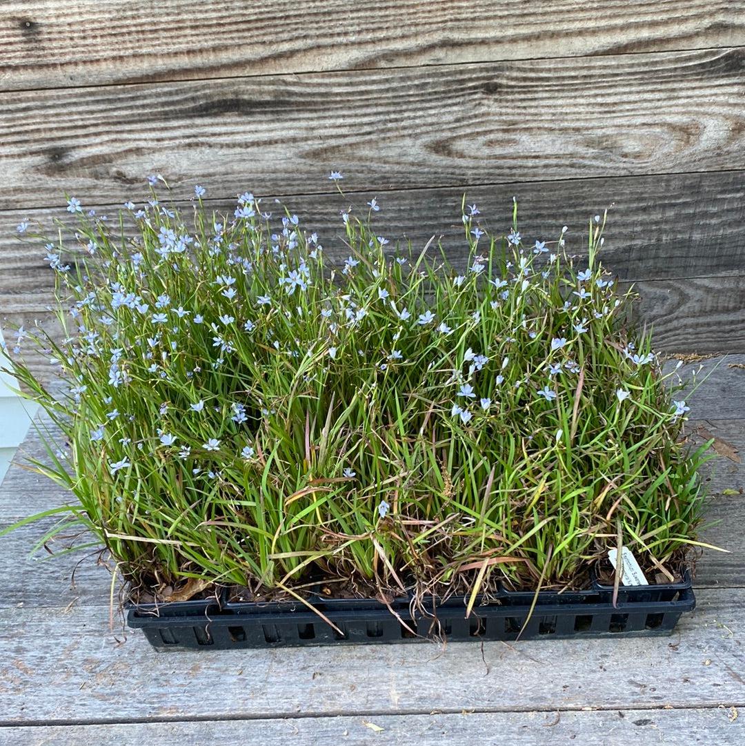 Sisyrinchium angustifolium 'Suwannee' ~ Suwannee Blue-Eyed Grass-ServeScape