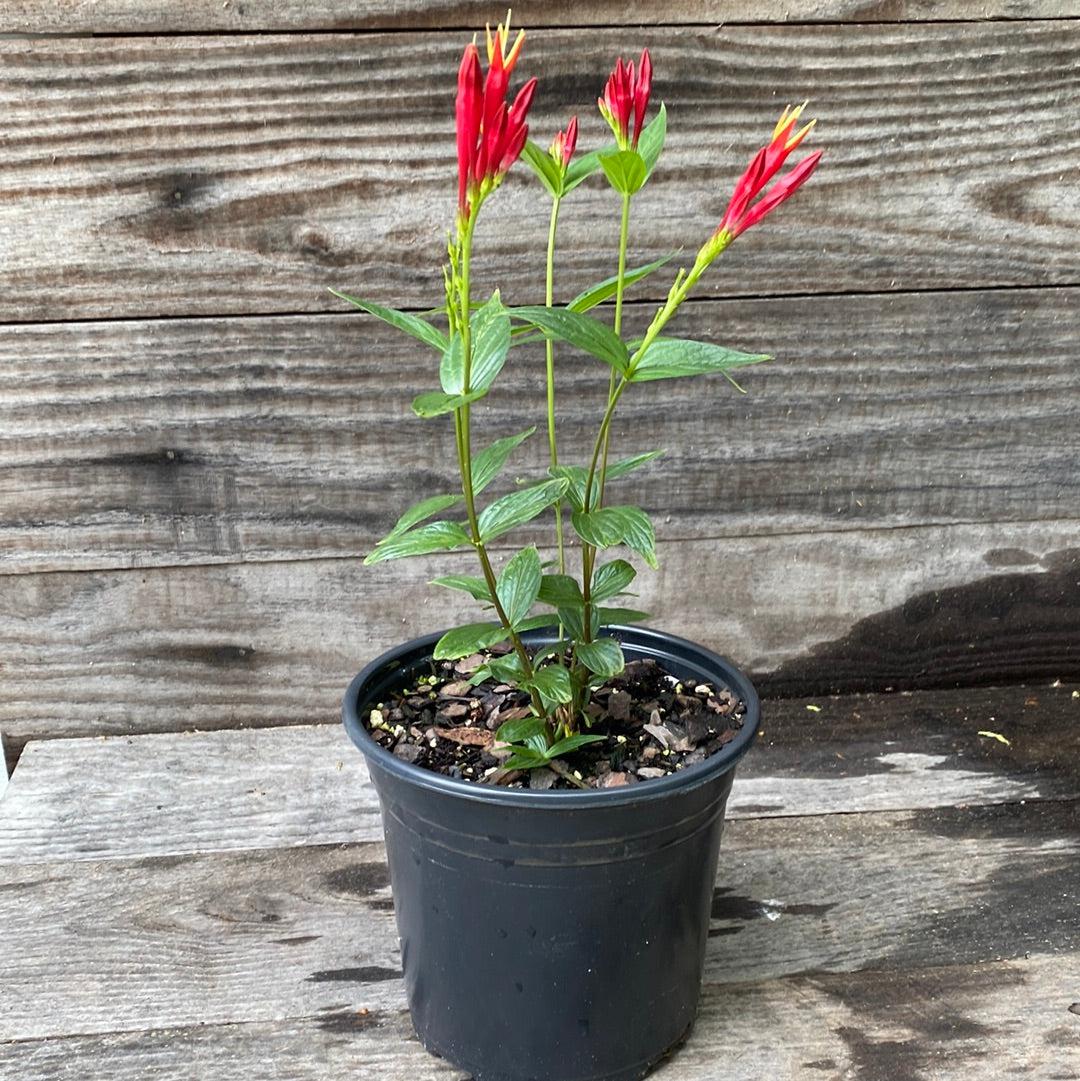 Spigelia marilandica 'Little Redhead ~ Little Redhead Indian Pink-ServeScape