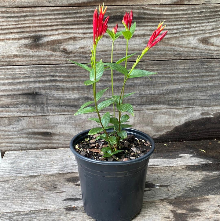 Spigelia marilandica 'Little Redhead ~ Little Redhead Indian Pink-ServeScape