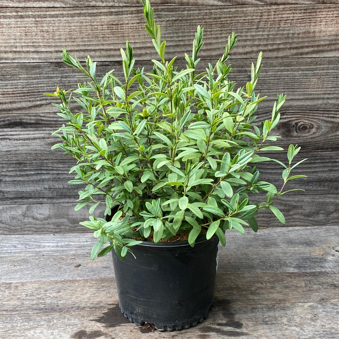 Hypericum frondosum 'Sunburst' ~ Sunburst St. John's Wort-ServeScape