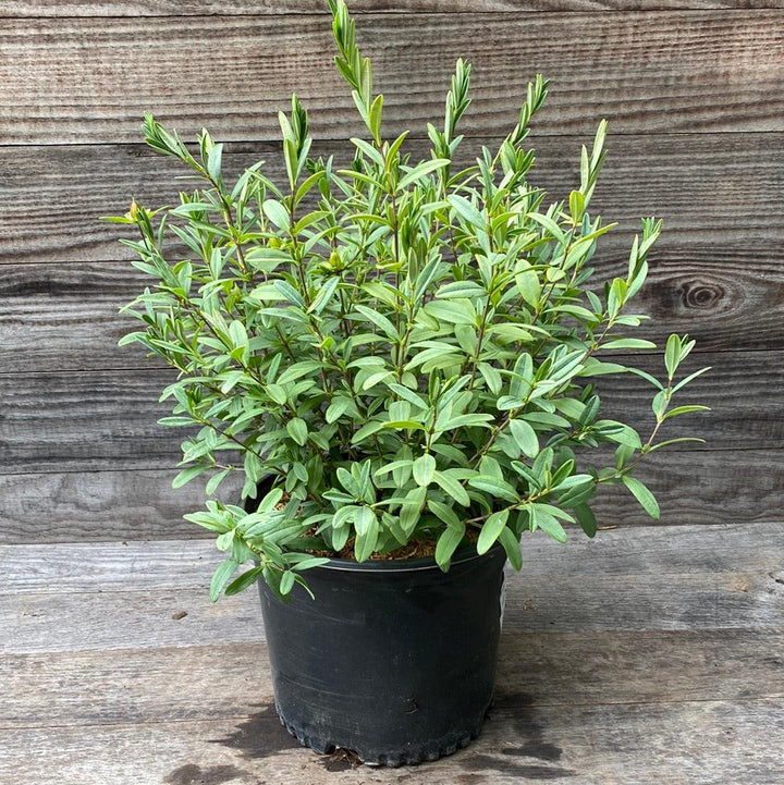 Hypericum frondosum 'Sunburst' ~ Sunburst St. John's Wort-ServeScape