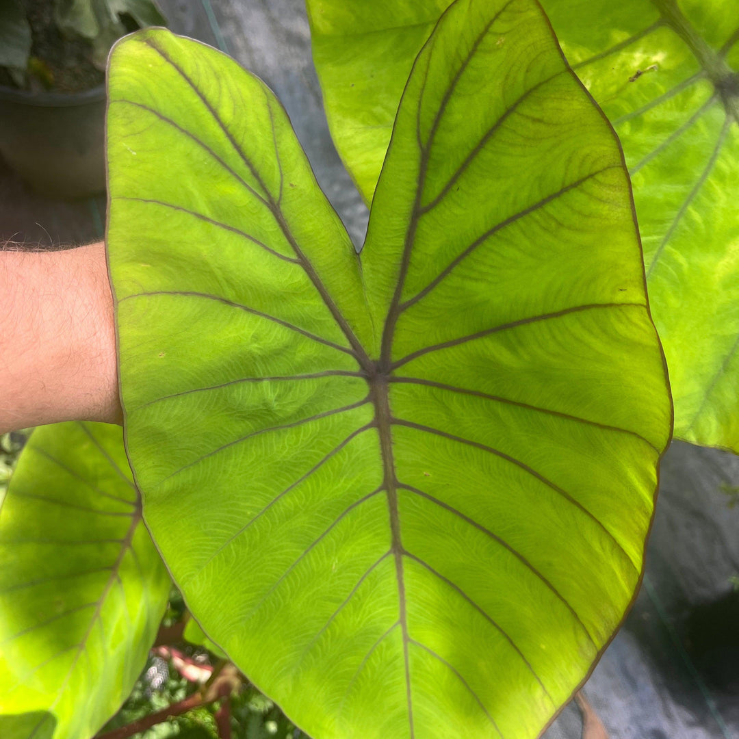 Colocasia esculenta 'Blue Hawaii' ~ Royal Hawaiian® Blue Hawaii Elephant Ear-ServeScape