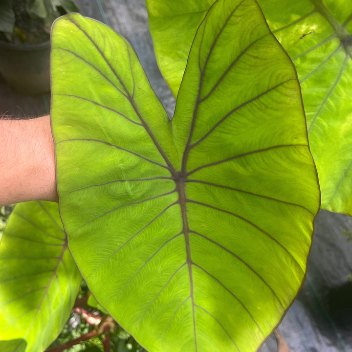 Colocasia esculenta 'Blue Hawaii' ~ Royal Hawaiian® Blue Hawaii Elephant Ear-ServeScape