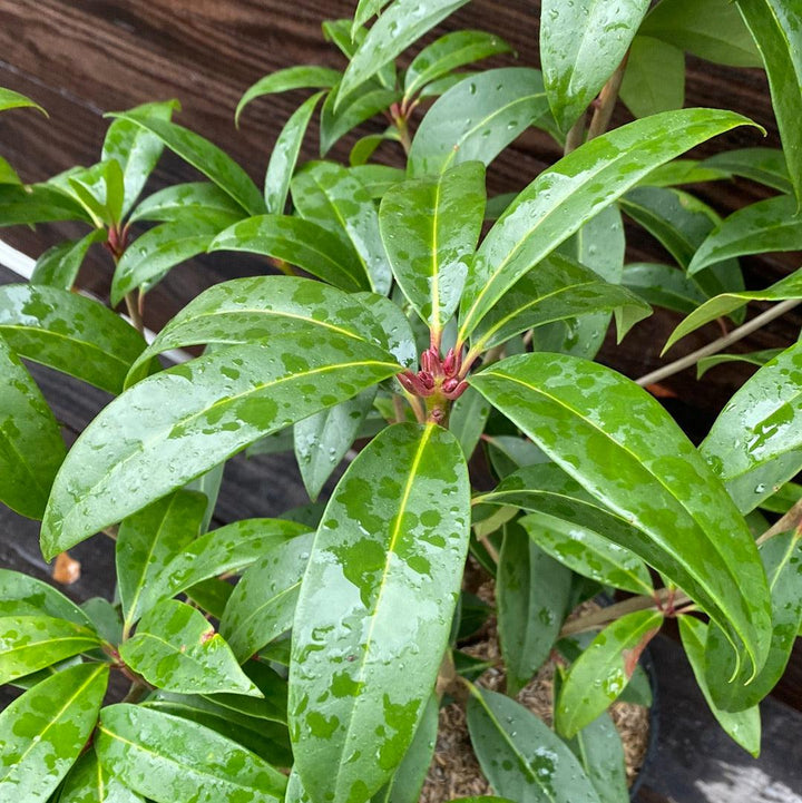Illicium floridanum 'Aztec Fire' ~ Aztec Fire Anise-ServeScape