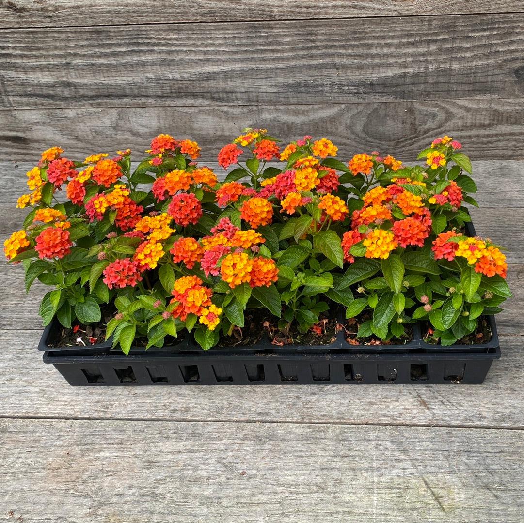 Lantana camara 'Balucraim' ~ Lucky™ Flame Lantana-ServeScape