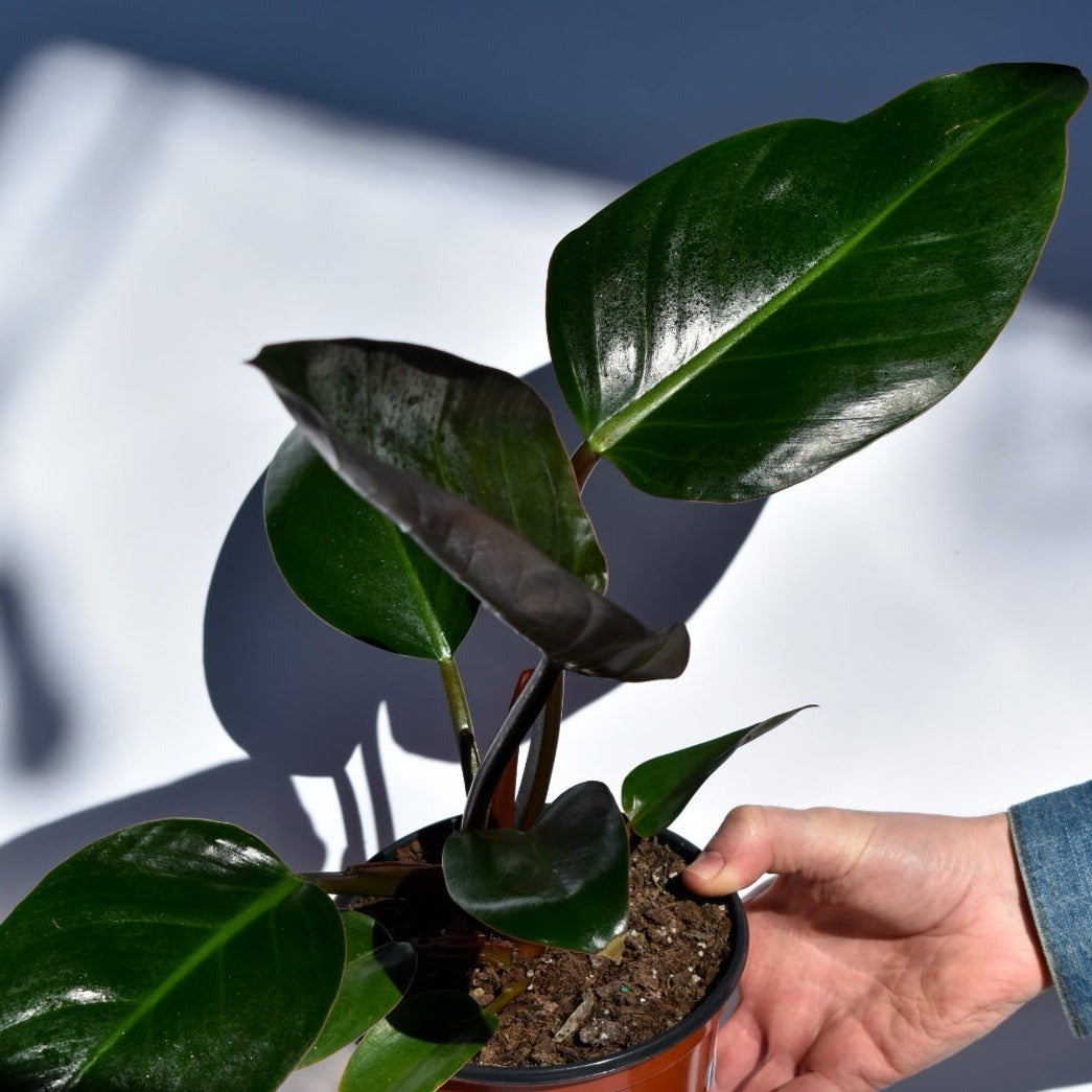 Philodendron Tatei ‘Rojo’ ~ Congo Rojo Philodendron-ServeScape