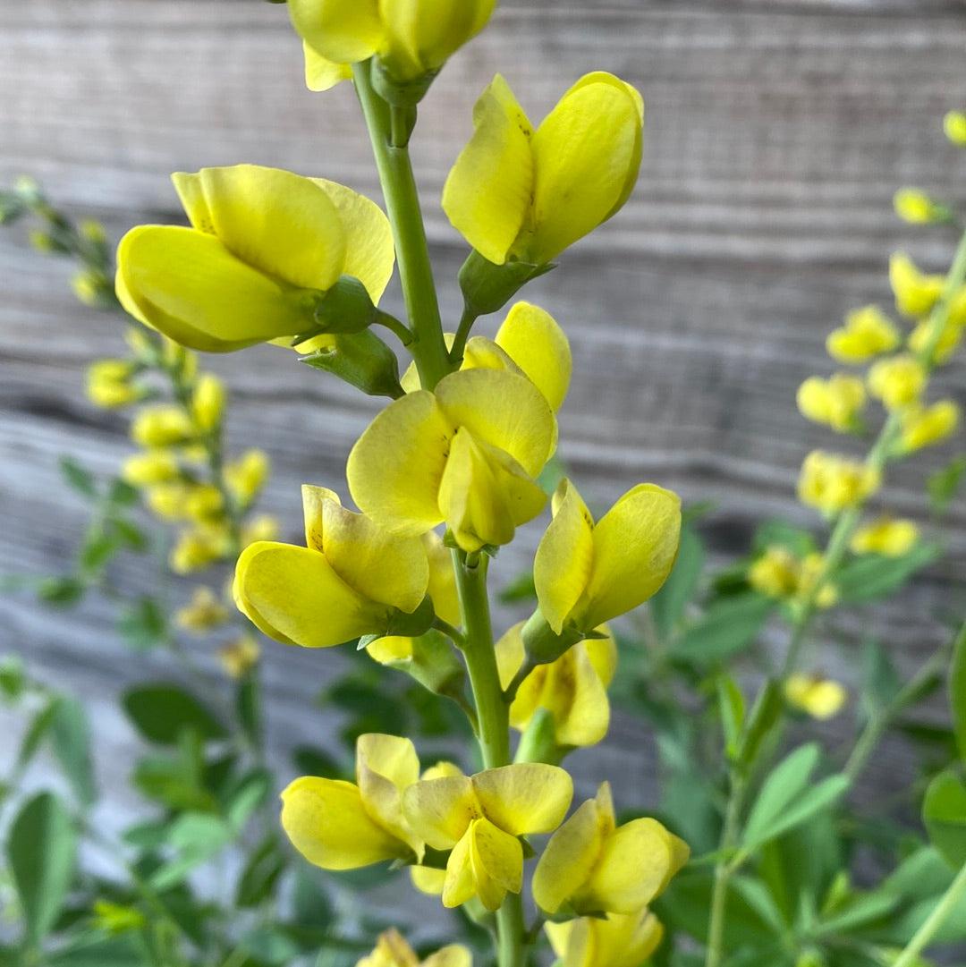 Baptisia 'Carolina Moonlight' ~ Yellow False Indigo-ServeScape