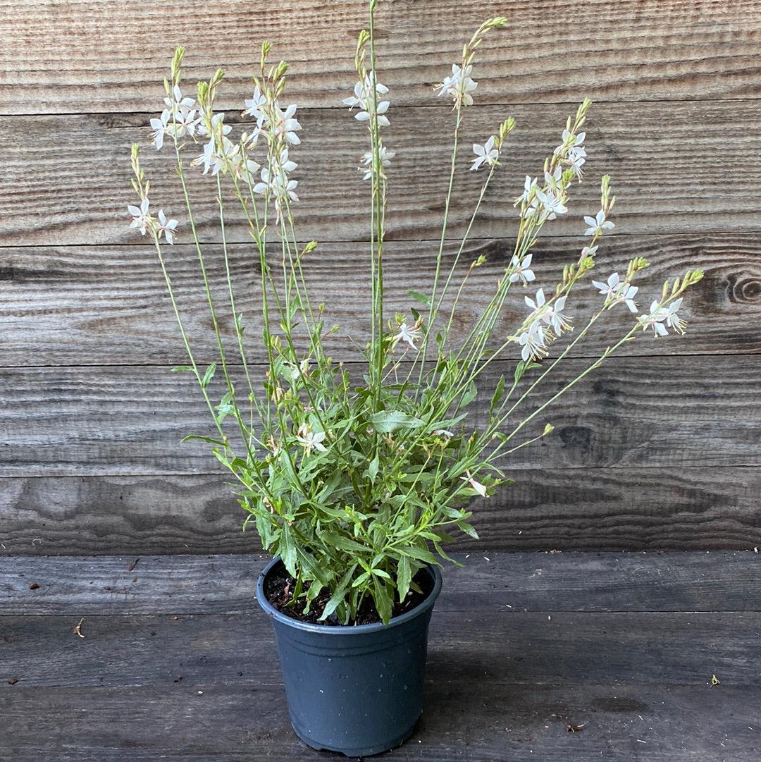 Gaura 'So White' ~ So White Gaura-ServeScape