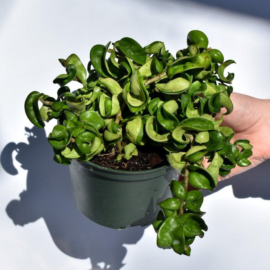 Hoya Carnosa 'Compacta' ~ Hindu Rope Plant-ServeScape