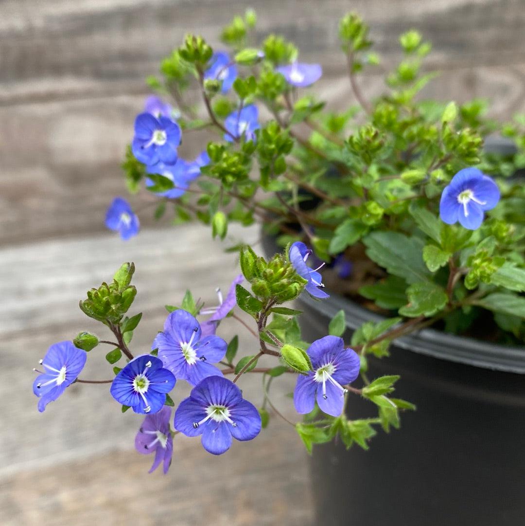 Veronica peduncularis 'Georgia Blue' ~ Georgia Blue Speedwell-ServeScape