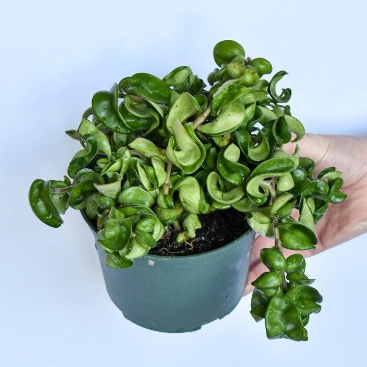 Hoya Carnosa 'Compacta' ~ Hindu Rope Plant-ServeScape