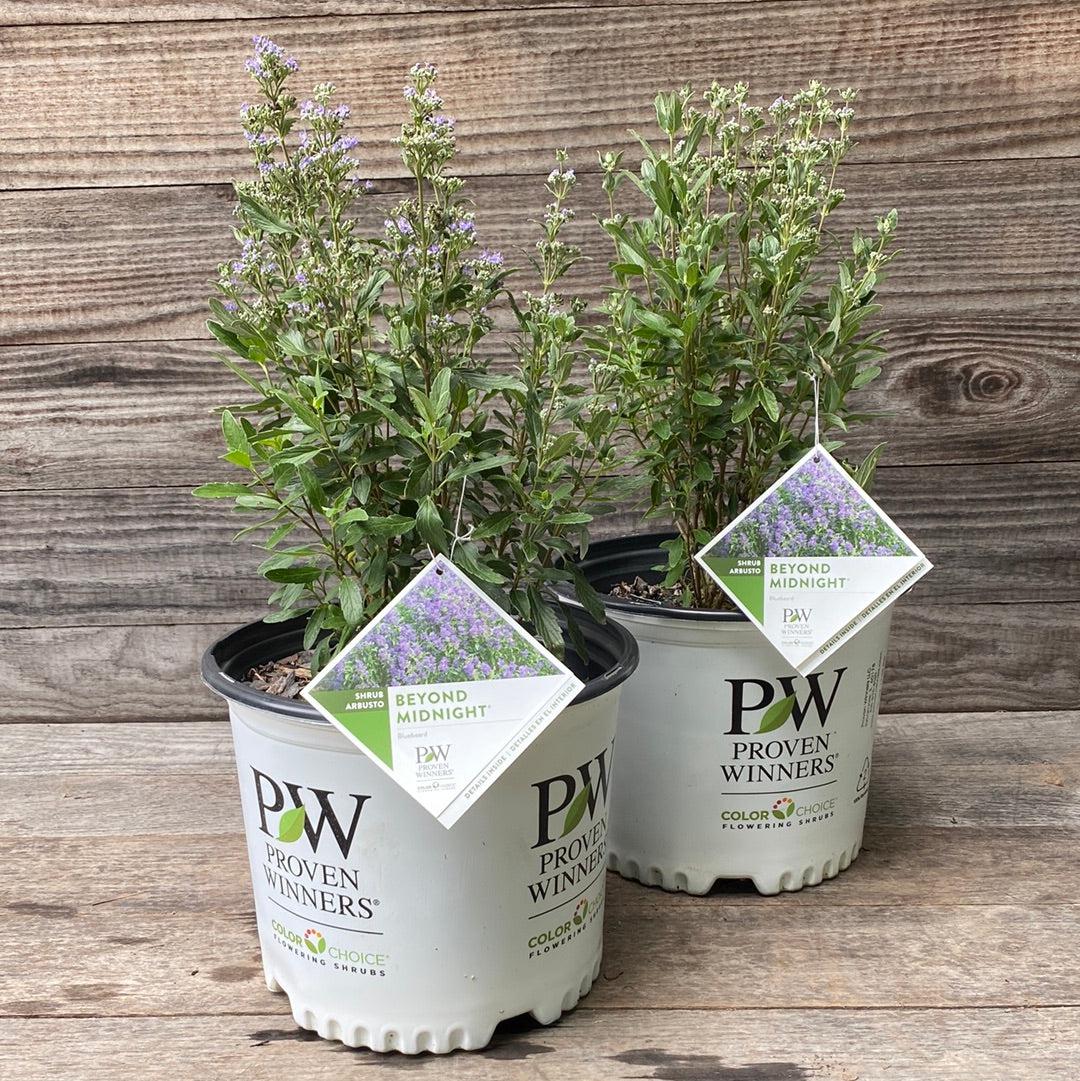 Caryopteris x clandonensis 'CT-9-12' ~ Beyond Midnight® Bluebeard-ServeScape