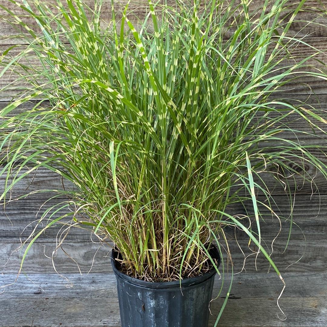 Miscanthus sinensis 'Little Zebra' ~ Little Zebra Maiden Grass-ServeScape