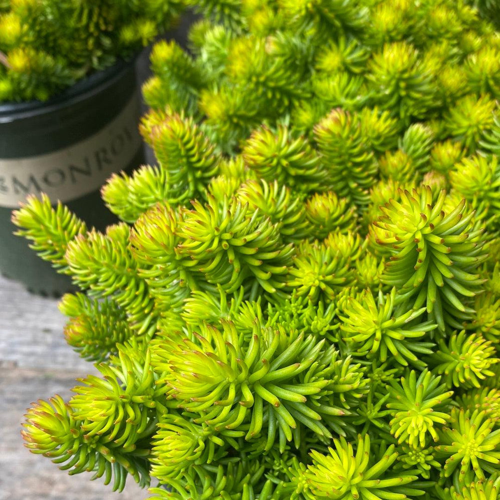 Sedum rupestre 'Angelina' ~ Angelina Stonecrop-ServeScape