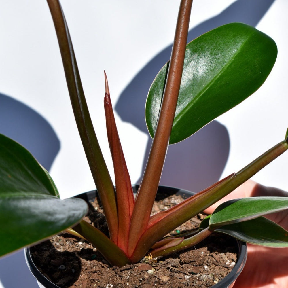 Philodendron Tatei ‘Rojo’ ~ Congo Rojo Philodendron-ServeScape
