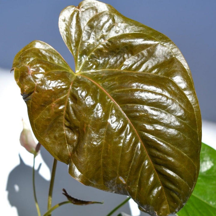 Anthurium andraeanum 'Red Leaf' ~ Red Leaf Anthurium-ServeScape