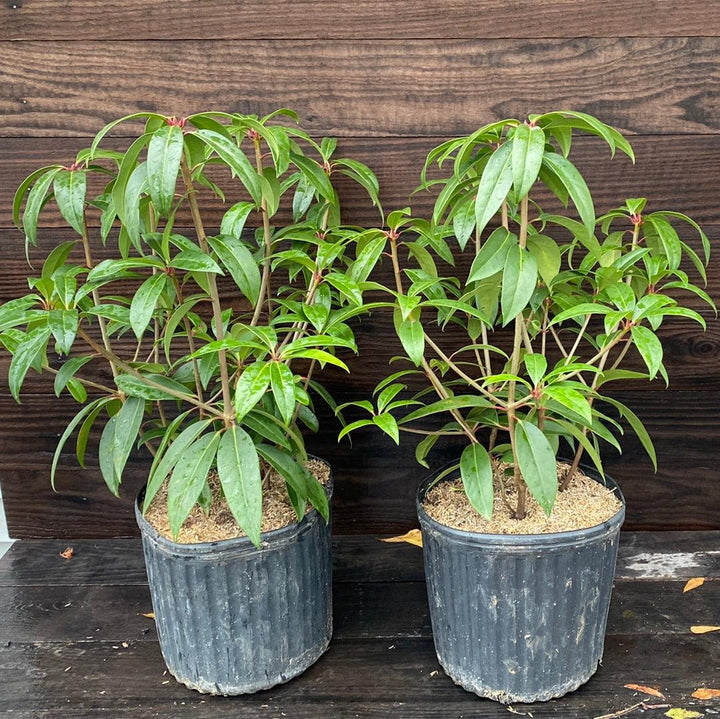 Illicium floridanum 'Aztec Fire' ~ Aztec Fire Anise-ServeScape