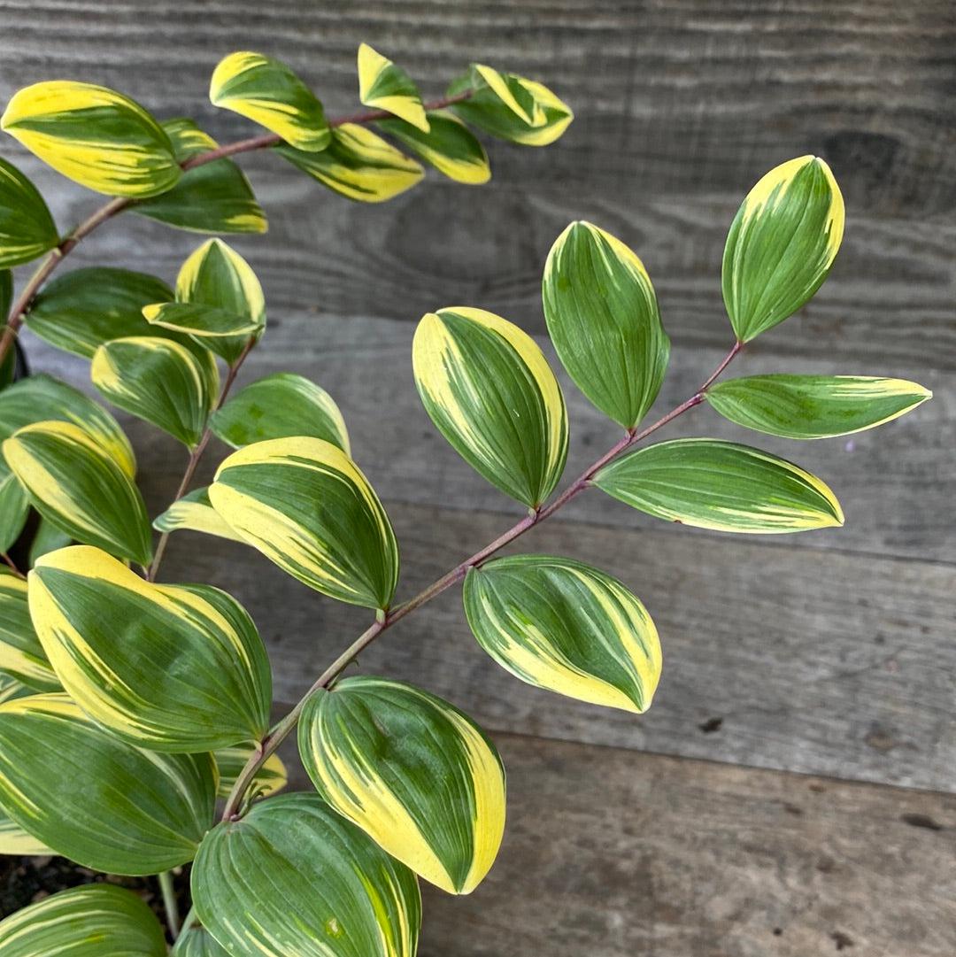 Polygonatum falcatum 'Variegatum' ~ Variegated Solomon's Seal-ServeScape
