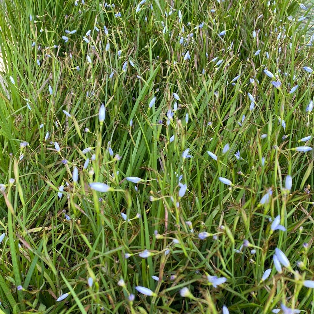 Sisyrinchium angustifolium 'Suwannee' ~ Suwannee Blue-Eyed Grass-ServeScape