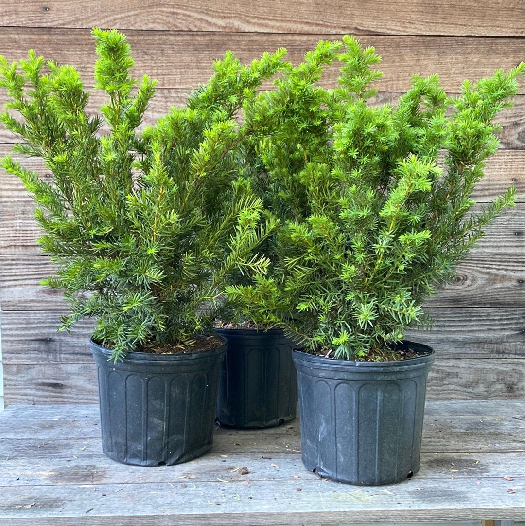 Taxus x media 'Densiformis' ~ Dense Spreading Yew-ServeScape