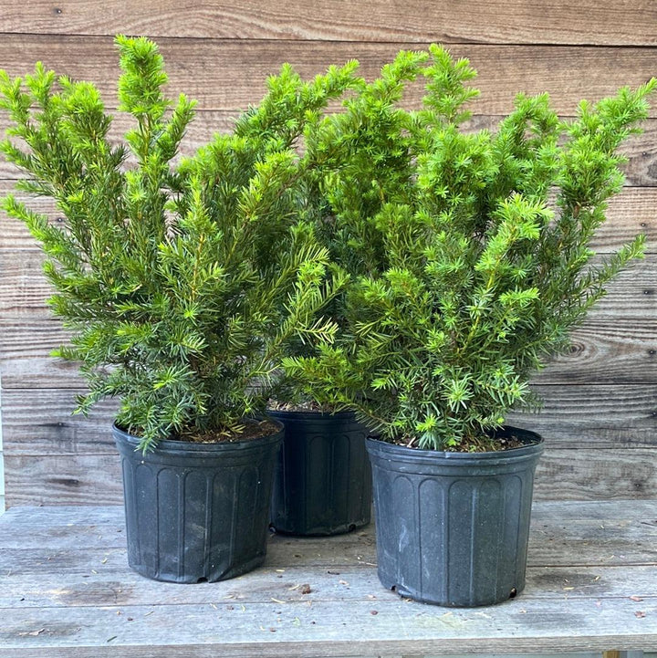 Taxus x media 'Densiformis' ~ Dense Spreading Yew-ServeScape