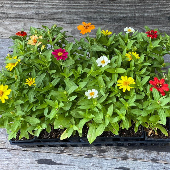 Zinnia ‘Profusion’ ~ Profusion Zinnia Mix-ServeScape