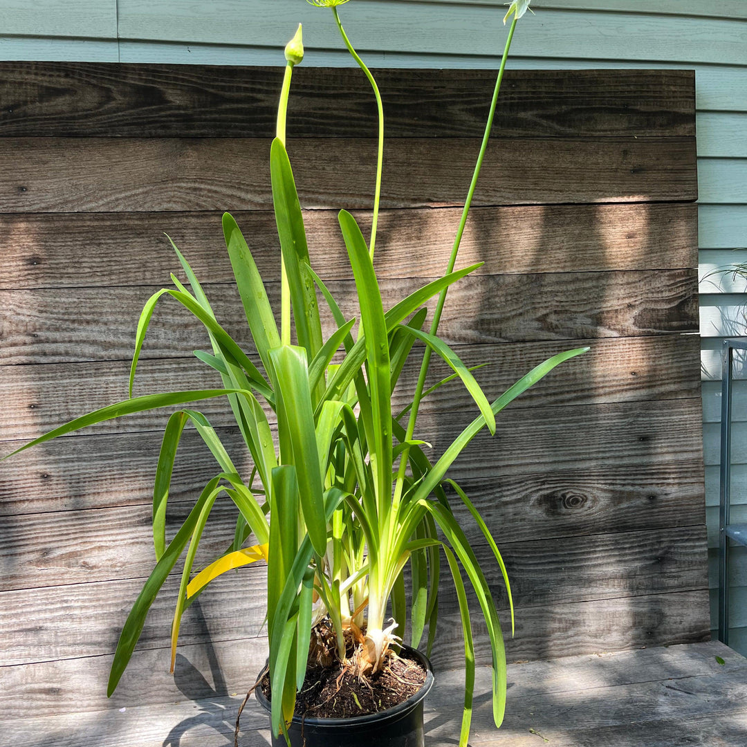 Agapanthus africanus ~ Blue Lily of the Nile-ServeScape