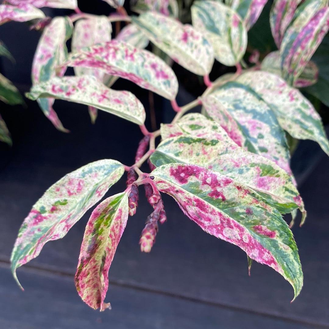 Leucothoe fontanesiana 'Rainbow' ~ Rainbow Drooping Leucothoe-ServeScape