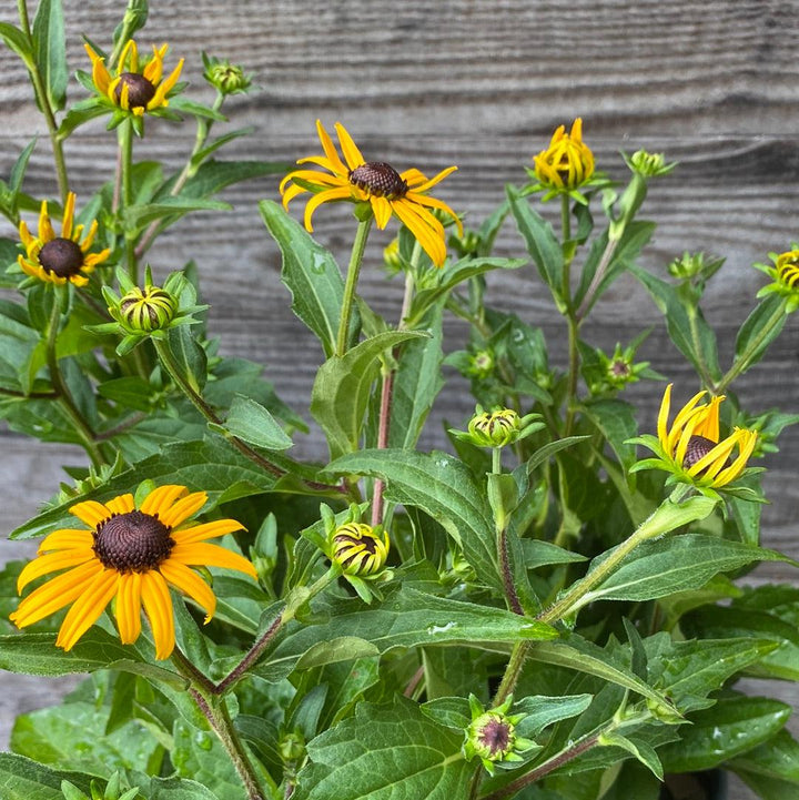 Rudbeckia fulgida 'Goldsturm' ~ Black-Eyed Susan-ServeScape