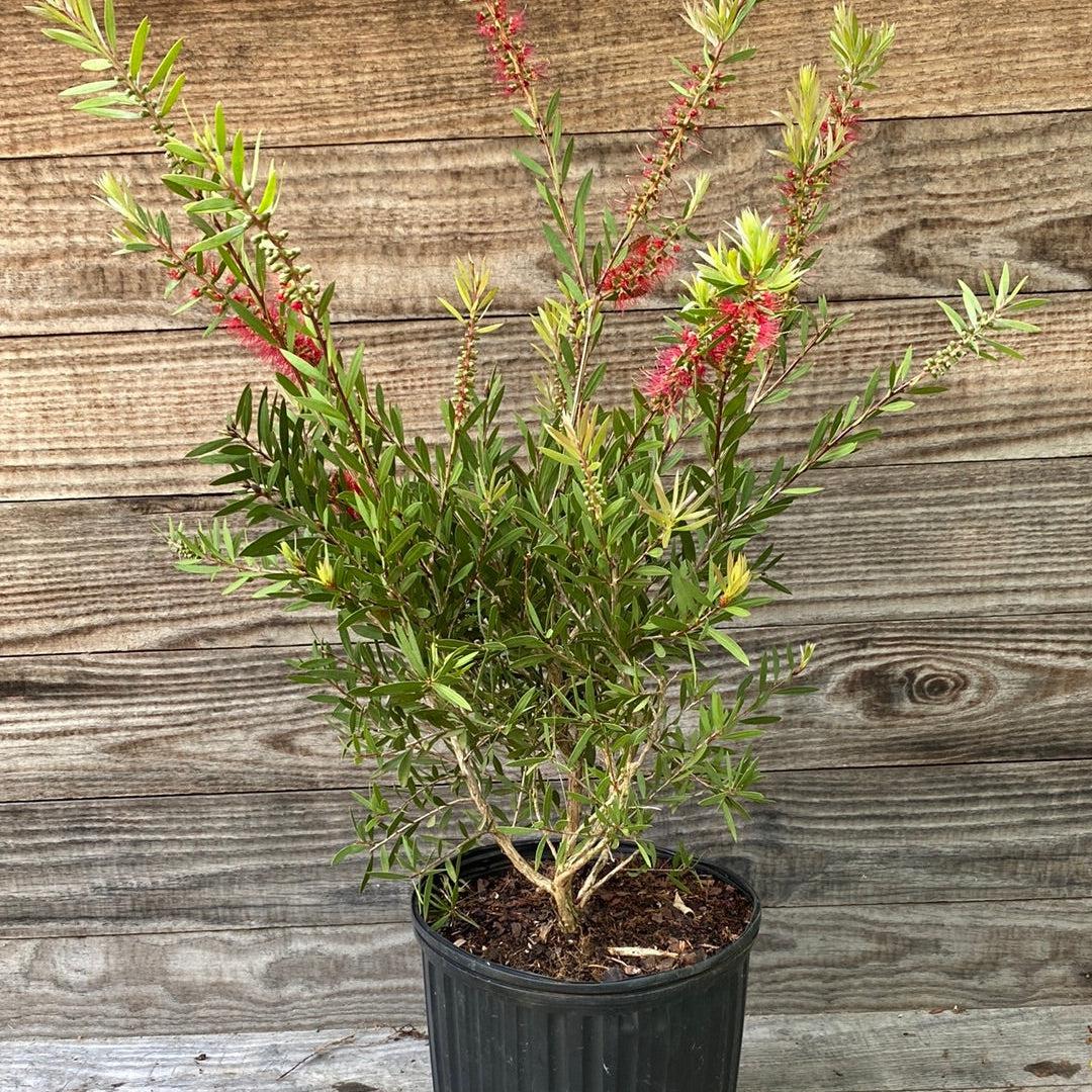 Callistemon 'Woodlander's Hardy' ~ Woodlander's Hardy Bottlebrush-ServeScape