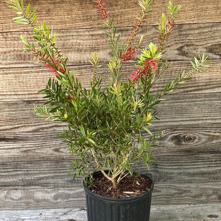 Callistemon 'Woodlander's Hardy' ~ Woodlander's Hardy Bottlebrush-ServeScape