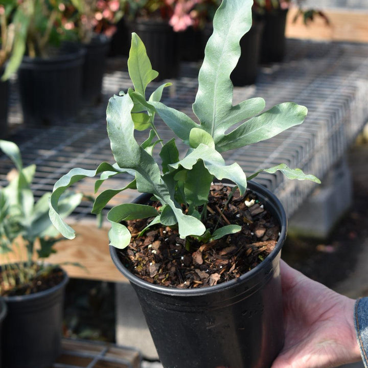 Phlebodium aureum ~ Blue Star Fern-ServeScape