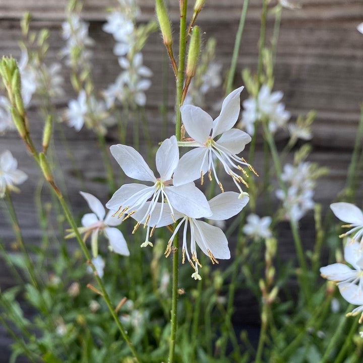 Gaura 'So White' ~ So White Gaura-ServeScape
