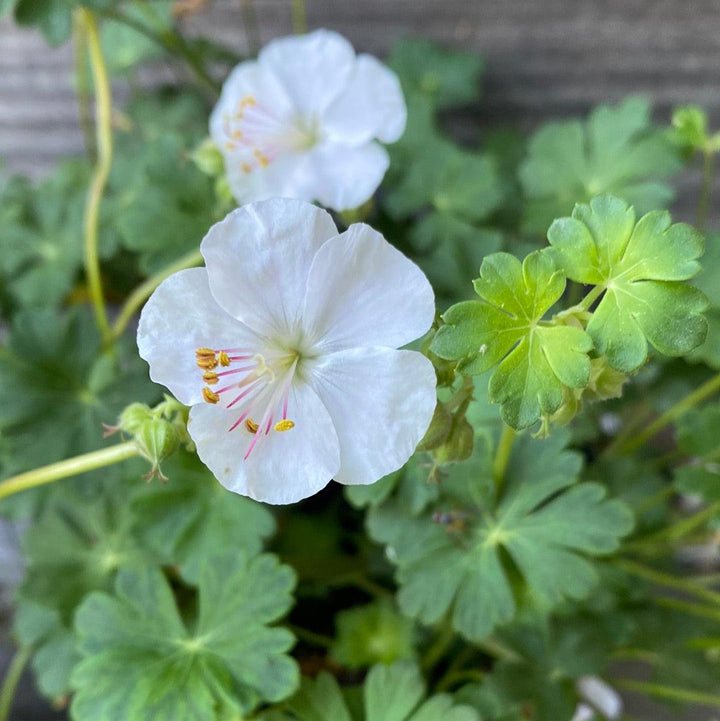 Geranium cantabrigiense 'Biokovo' ~ Biokovo Cranesbill-ServeScape