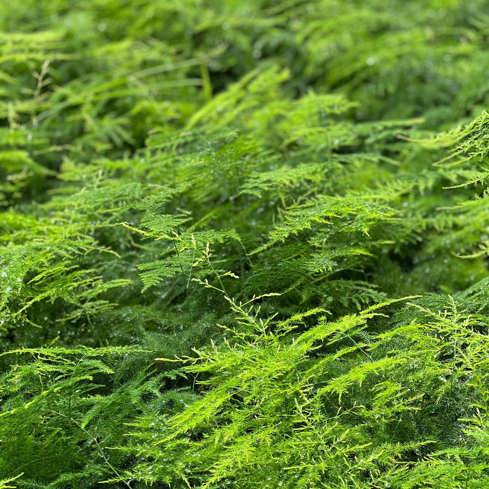 Asparagus setaceus ~ Plumosa Asparagus Fern-ServeScape