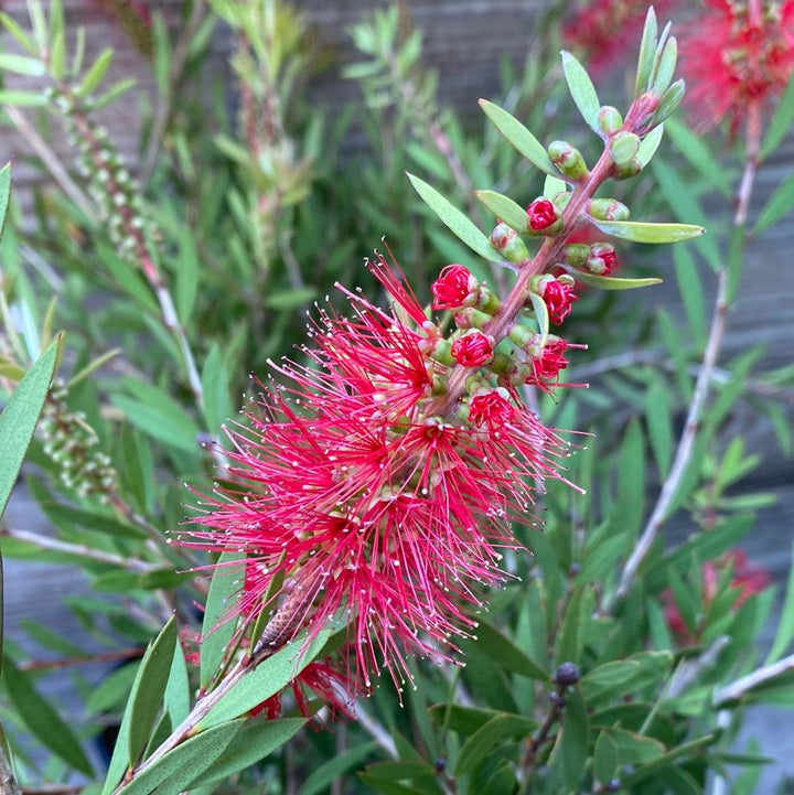 Callistemon 'Woodlander's Hardy' ~ Woodlander's Hardy Bottlebrush-ServeScape