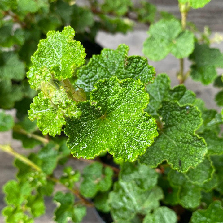 Rubus calycinoides ~ Creeping Raspberry-ServeScape