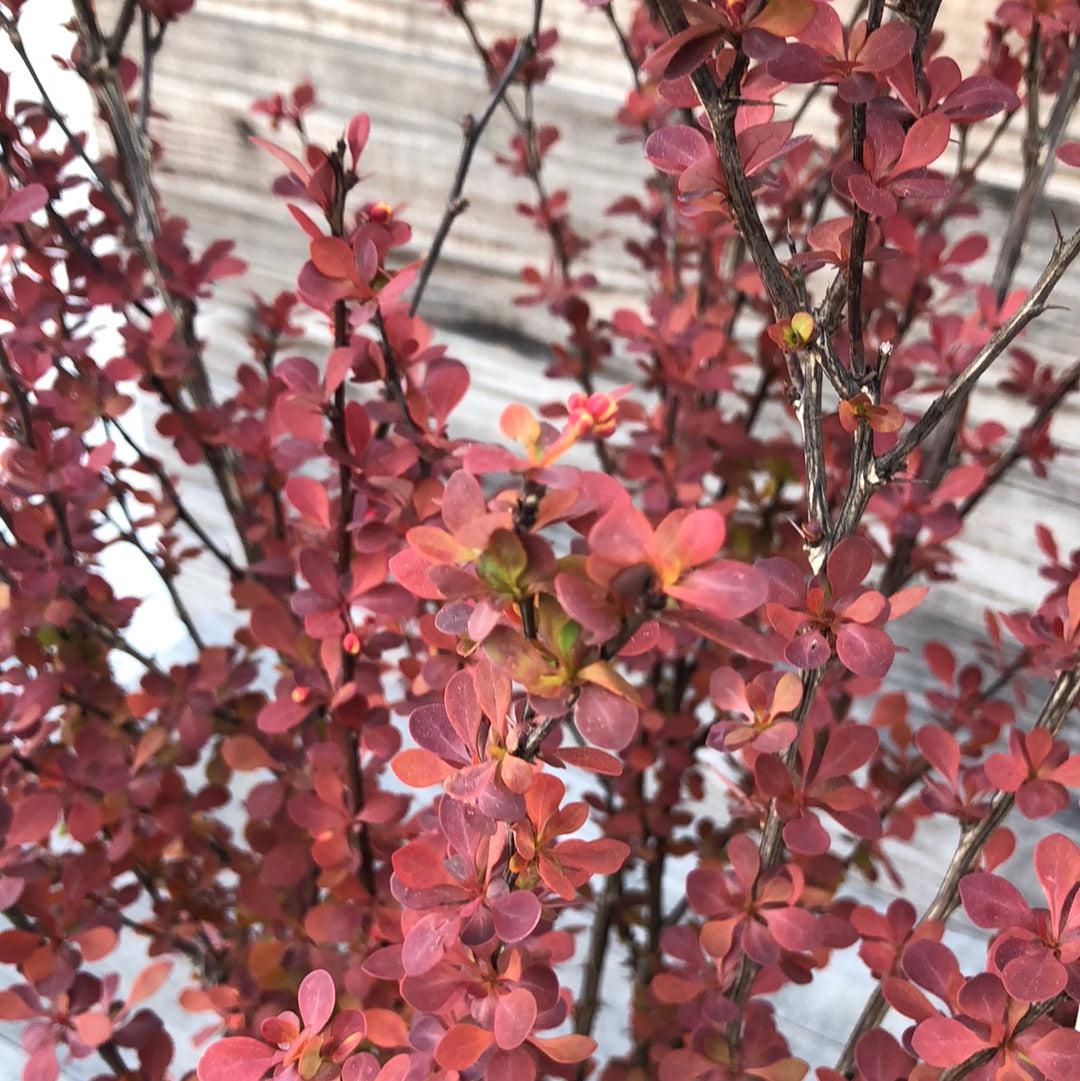 Berberis thunbergii f. atropurpurea 'Orange Rocket' ~ Orange Rocket Barberry-ServeScape