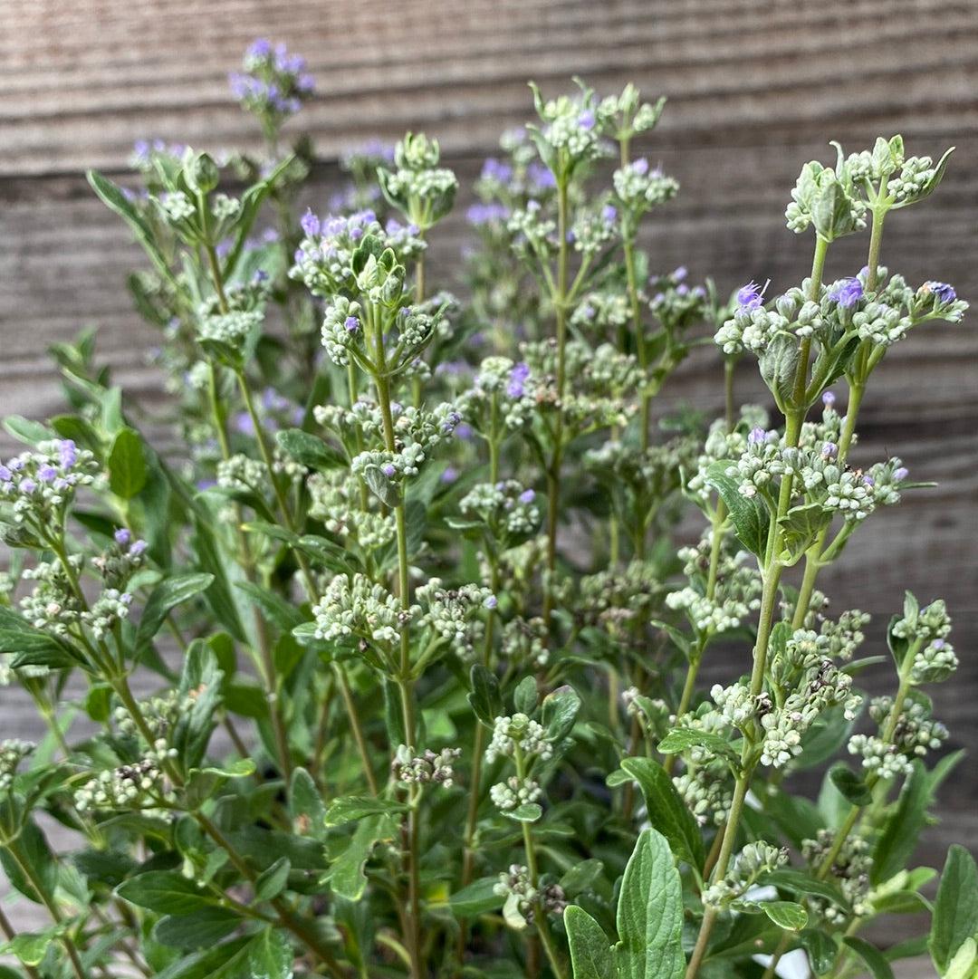 Caryopteris x clandonensis 'CT-9-12' ~ Beyond Midnight® Bluebeard-ServeScape