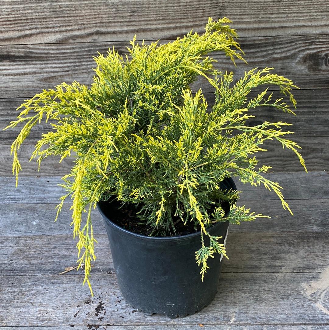 Juniperus chinensis 'Gold Lace' ~ Gold Lace Juniper-ServeScape