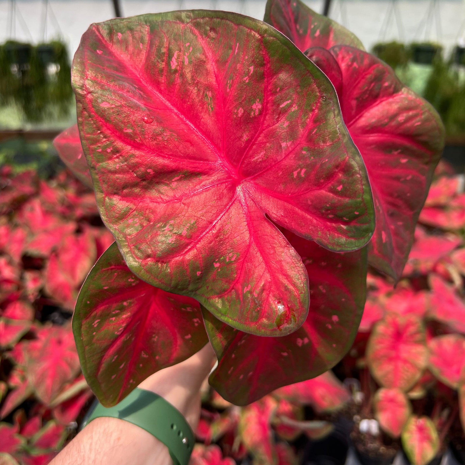 Caladium 'Red Flash’ ~ Red Flash Caladium-ServeScape