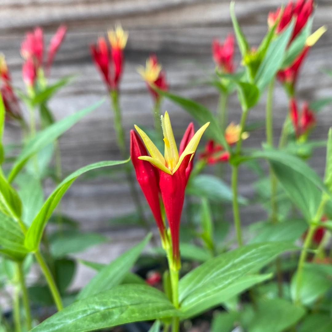 Little Redhead Indian Pink Spigelia Marilandica Little Redhead