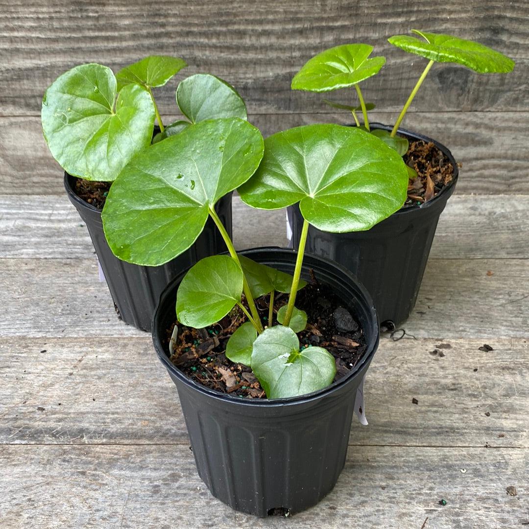 Farfugium Japonicum 'Giganteum' ~ Giant Leopard Plant-ServeScape