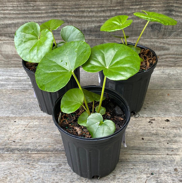 Farfugium Japonicum 'Giganteum' ~ Giant Leopard Plant-ServeScape
